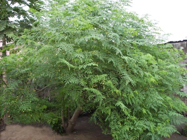 スキンセル　モイスチャー　ソープ  / Moringa / Frankincense - 画像 (4)